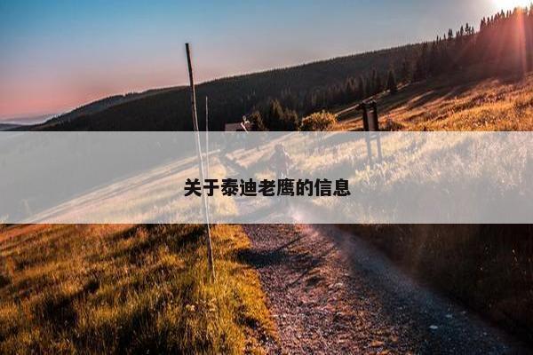 泰迪 第5页