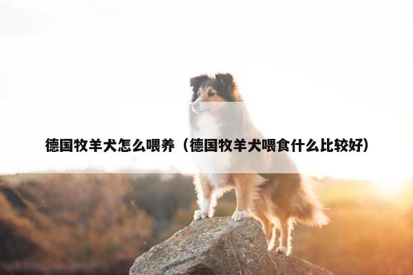 德国牧羊犬怎么喂养（德国牧羊犬喂食什么比较好）