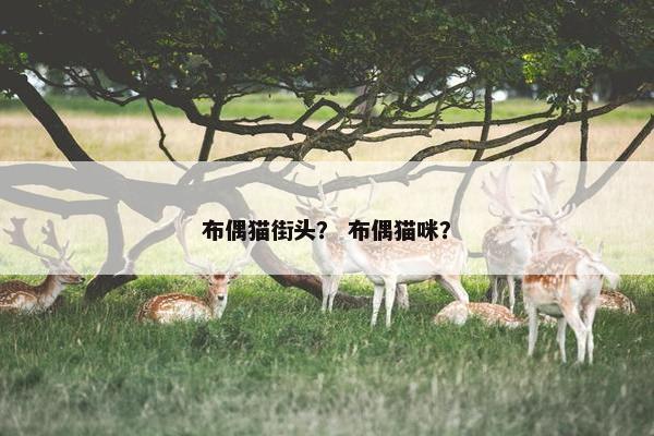 布偶猫街头？ 布偶猫咪？