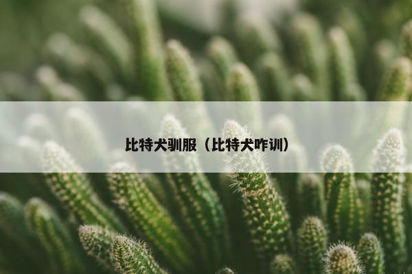 比特犬驯服（比特犬咋训）