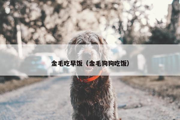 金毛吃早饭（金毛狗狗吃饭）