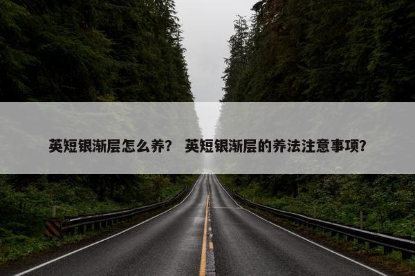 英短银渐层怎么养？ 英短银渐层的养法注意事项？