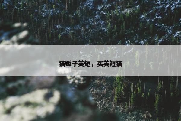 猫贩子英短，买英短猫
