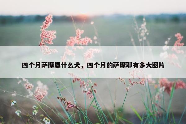 四个月萨摩属什么犬，四个月的萨摩耶有多大图片
