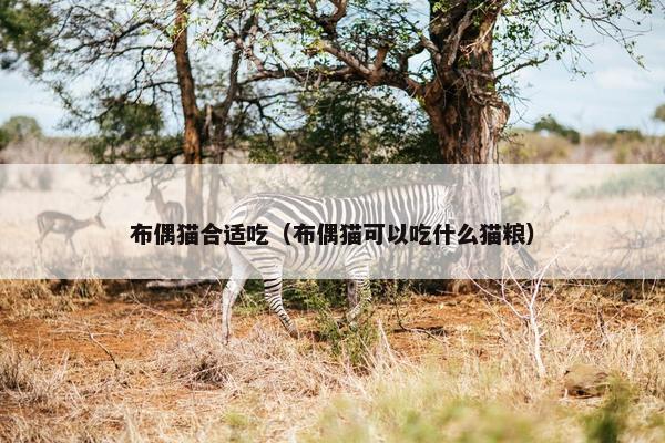 布偶猫合适吃（布偶猫可以吃什么猫粮）
