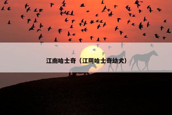 江南哈士奇（江阴哈士奇幼犬）