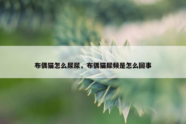 布偶猫怎么尿尿，布偶猫尿频是怎么回事