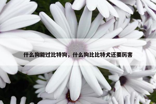 什么狗能过比特狗，什么狗比比特犬还要厉害