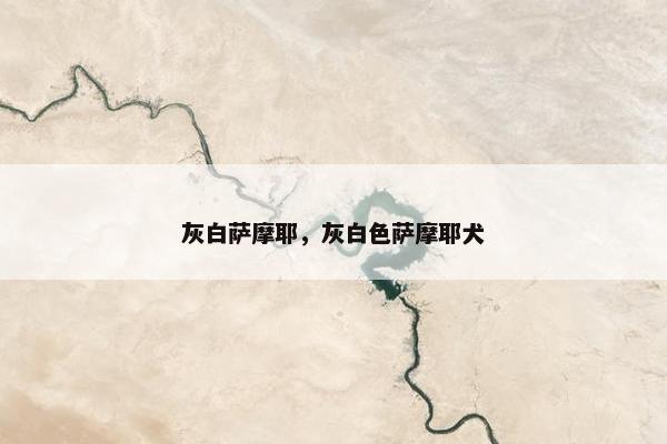 灰白萨摩耶，灰白色萨摩耶犬