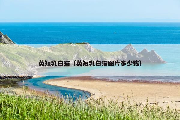 英短乳白猫（英短乳白猫图片多少钱）