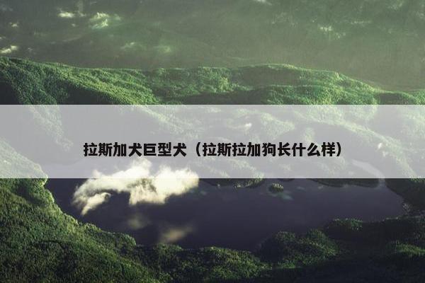 拉斯加犬巨型犬（拉斯拉加狗长什么样）