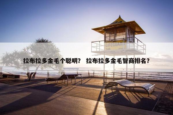 拉布拉多金毛个聪明？ 拉布拉多金毛智商排名？
