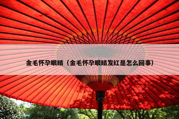 金毛怀孕眼睛（金毛怀孕眼睛发红是怎么回事）