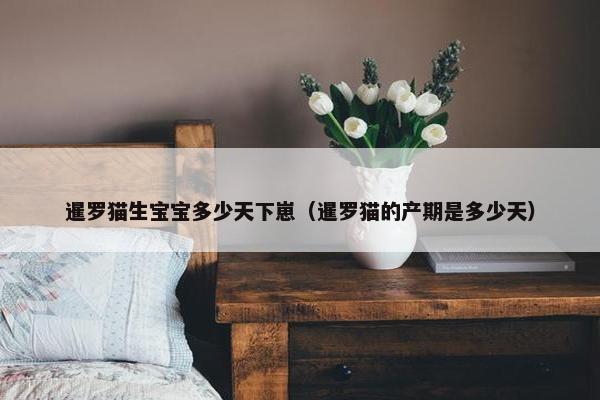 暹罗猫生宝宝多少天下崽（暹罗猫的产期是多少天）