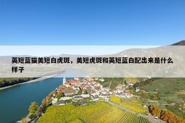 英短蓝猫美短白虎斑，美短虎斑和英短蓝白配出来是什么样子
