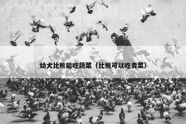 幼犬比熊能吃蔬菜（比熊可以吃青菜）