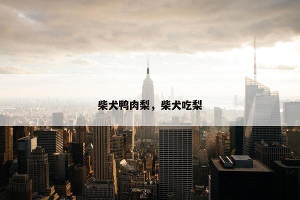 柴犬鸭肉梨，柴犬吃梨