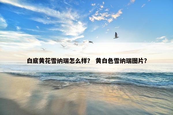 白底黄花雪纳瑞怎么样？ 黄白色雪纳瑞图片？