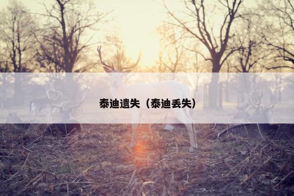 泰迪遗失（泰迪丢失）
