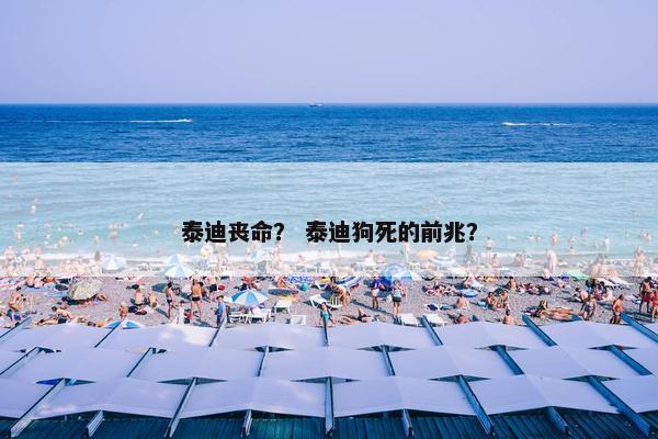 泰迪丧命？ 泰迪狗死的前兆？