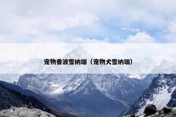 宠物香波雪纳瑞（宠物犬雪纳瑞）