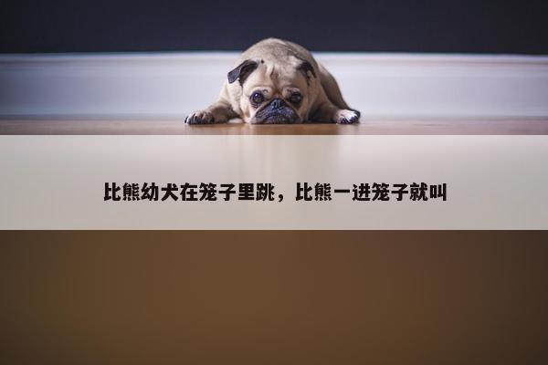 比熊幼犬在笼子里跳，比熊一进笼子就叫