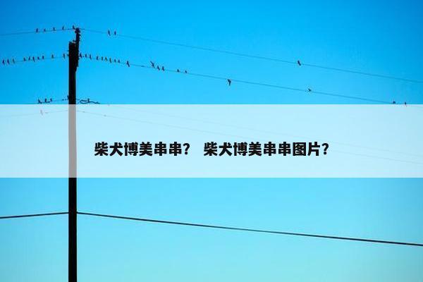 柴犬博美串串？ 柴犬博美串串图片？