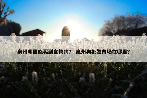 泉州哪里能买到食物狗？ 泉州狗批发市场在哪里？