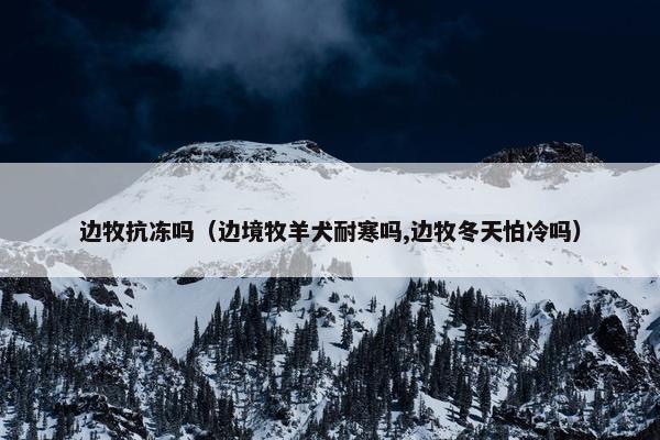 边牧抗冻吗（边境牧羊犬耐寒吗,边牧冬天怕冷吗）