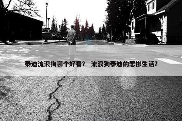 泰迪流浪狗哪个好看？ 流浪狗泰迪的悲惨生活？