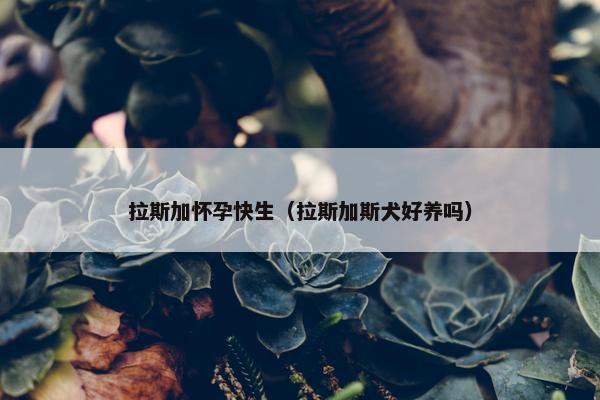 拉斯加怀孕快生（拉斯加斯犬好养吗）