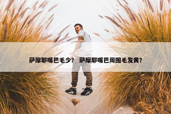 萨摩耶嘴巴毛少？ 萨摩耶嘴巴周围毛发黄？