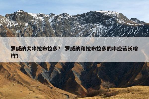 罗威纳犬串拉布拉多？ 罗威纳和拉布拉多的串应该长啥样？