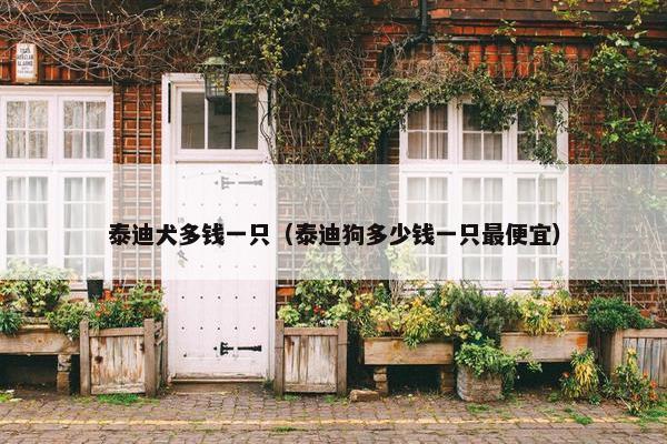泰迪 第4页