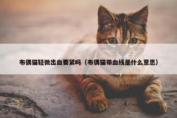 布偶猫轻微出血要紧吗（布偶猫带血线是什么意思）