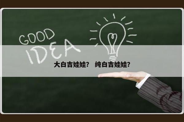 大白吉娃娃？ 纯白吉娃娃？