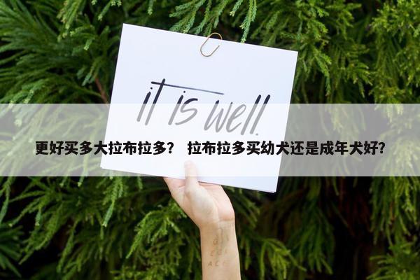 更好买多大拉布拉多？ 拉布拉多买幼犬还是成年犬好？