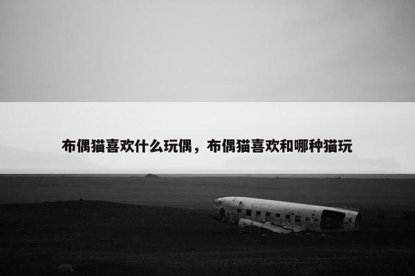 布偶猫喜欢什么玩偶，布偶猫喜欢和哪种猫玩