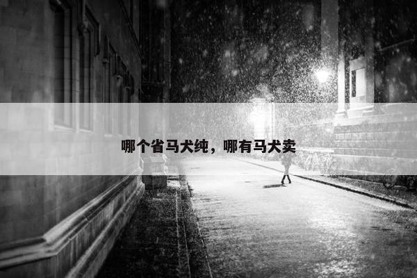 哪个省马犬纯，哪有马犬卖