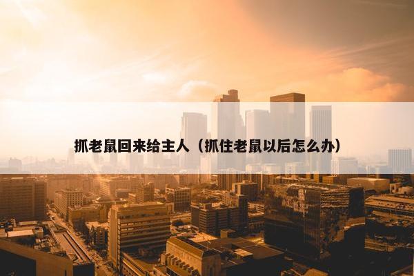 抓老鼠回来给主人（抓住老鼠以后怎么办）