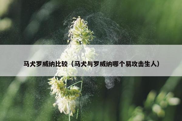 马犬罗威纳比较（马犬与罗威纳哪个易攻击生人）