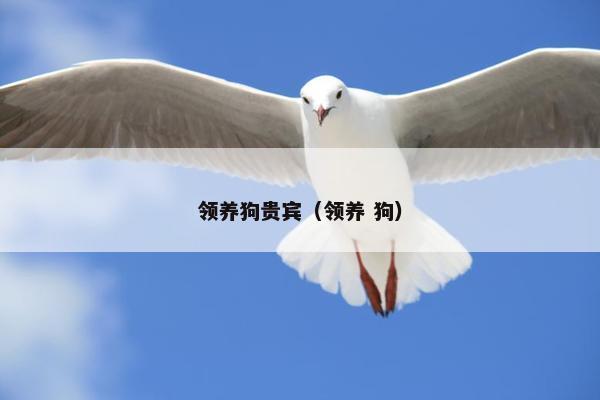 领养狗贵宾（领养 狗）