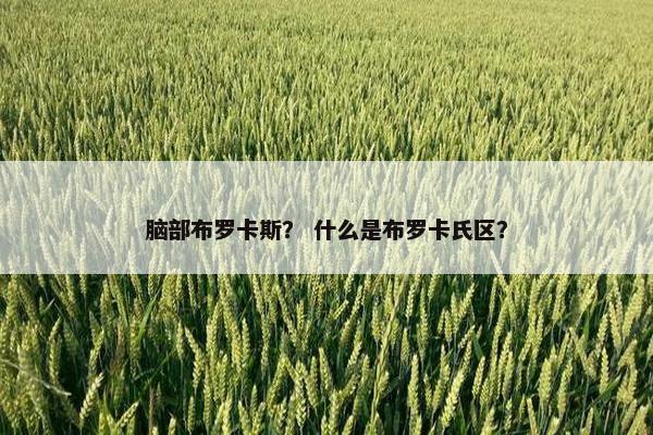 脑部布罗卡斯？ 什么是布罗卡氏区？