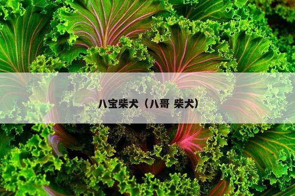 八宝柴犬（八哥 柴犬）