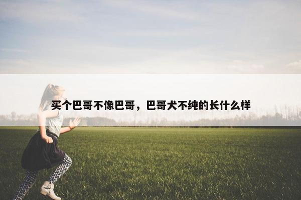 买个巴哥不像巴哥，巴哥犬不纯的长什么样