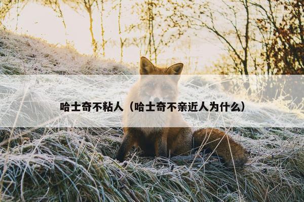 哈士奇不粘人（哈士奇不亲近人为什么）