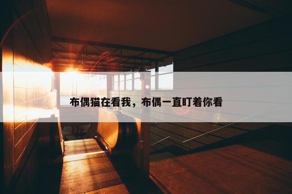布偶猫在看我，布偶一直盯着你看