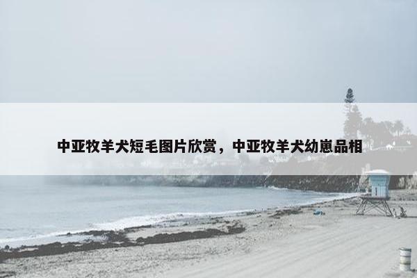 中亚牧羊犬短毛图片欣赏，中亚牧羊犬幼崽品相