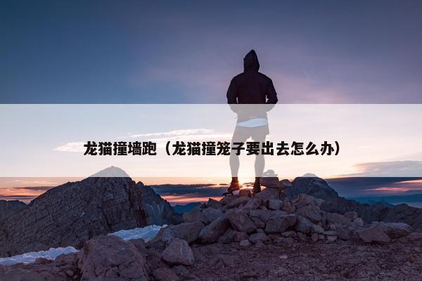 龙猫撞墙跑（龙猫撞笼子要出去怎么办）