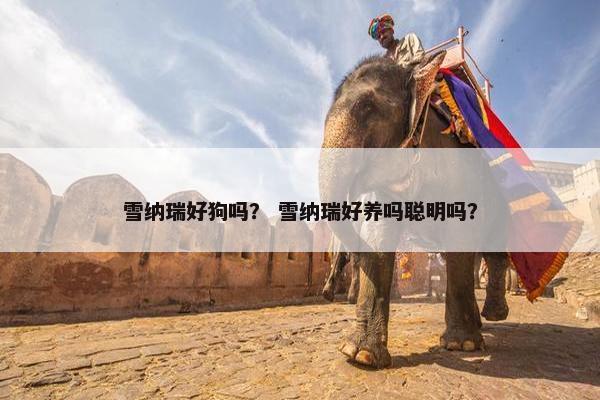 雪纳瑞好狗吗？ 雪纳瑞好养吗聪明吗？